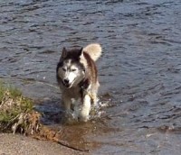 Husky running in a lake