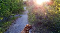 Dog on a trail
