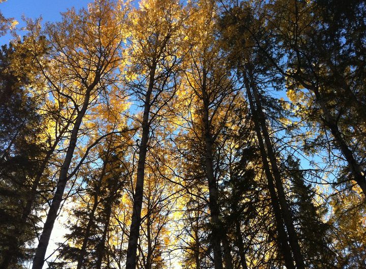 Sunlight shining through trees in the autumn
