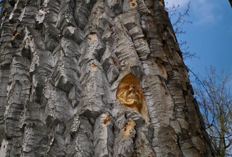 Face carved into tree by local artist