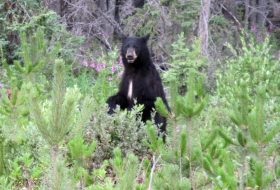 Black bear near Prince George