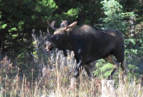 Moose near Prince George