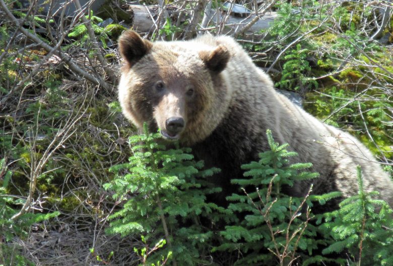 A young grizzly bear in the woods near Prince George