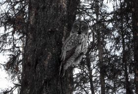 Great grey owl in a tree