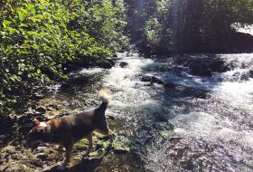 Dog at a waterfall