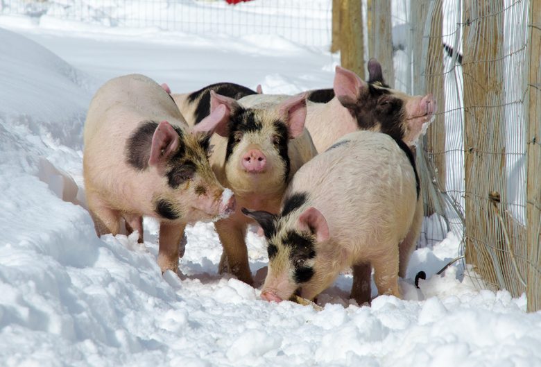 Group of pigs in the snow