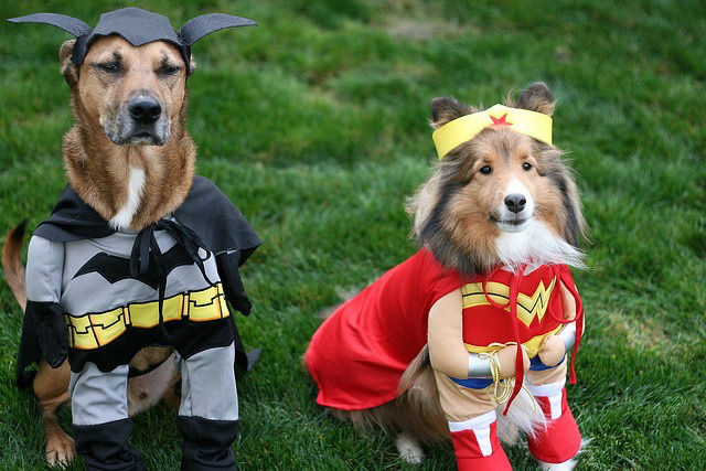 dogs in costumes