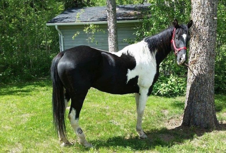Prince the horse