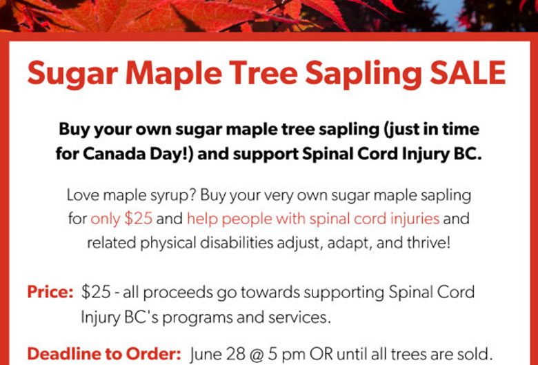 Sugar maple tree sapling sale poster