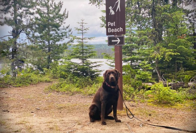 Chocolate lab sitting on pet beach at Crooked River Provincial Park.