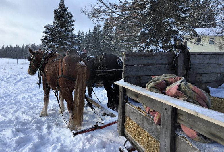 Horses pulling sleigh