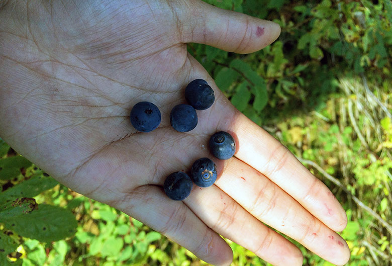 blueberries in hand