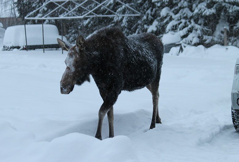 Moose in snow